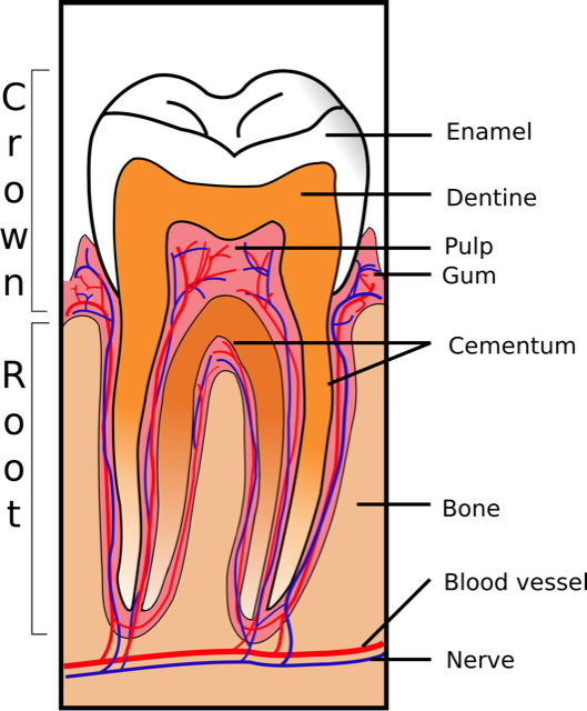 parts of a tooth-Lakeshore Dentist-Mississauga-Lorne Park Dental
