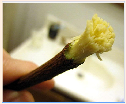 chewed twig toothbrush