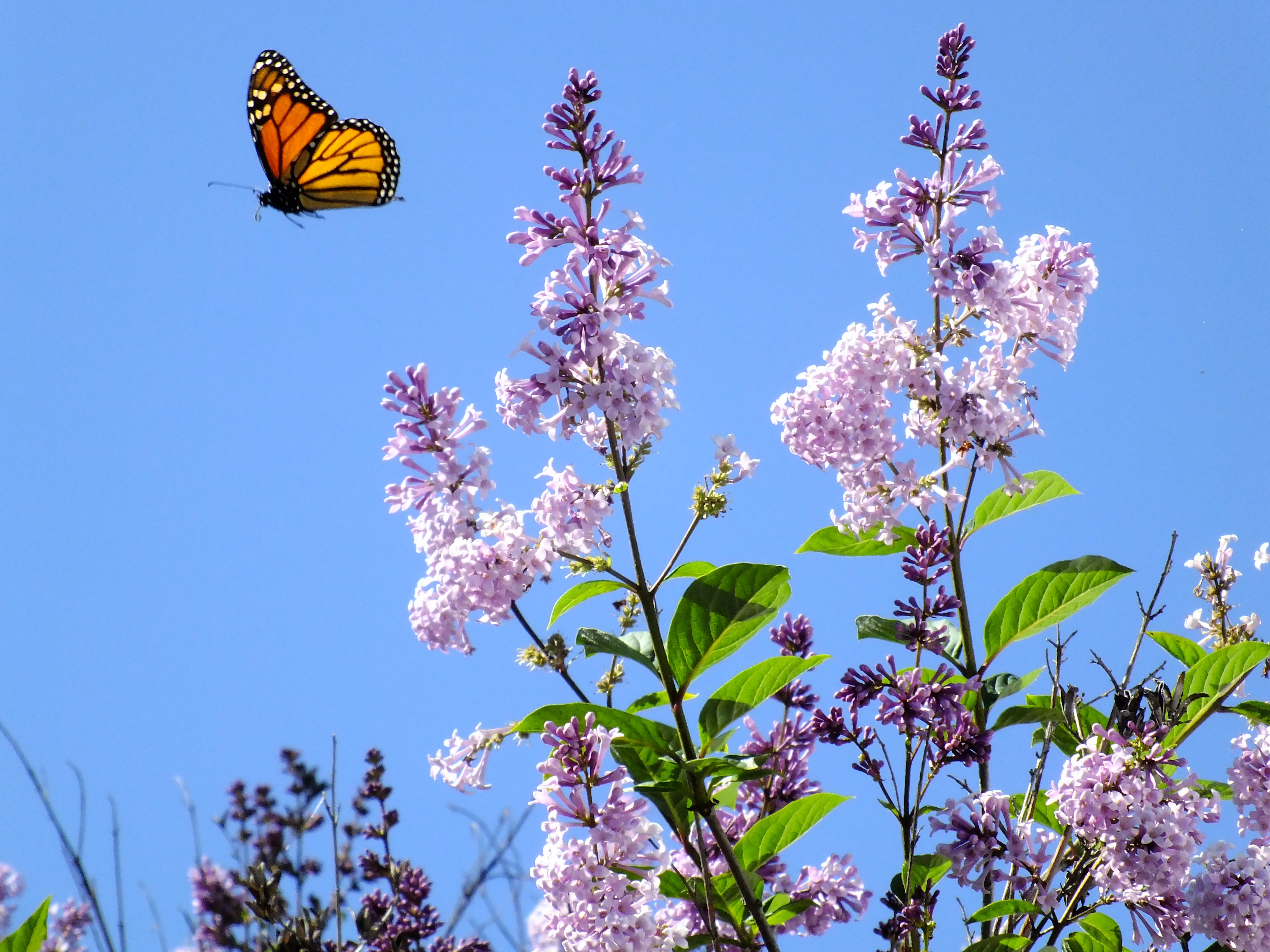 beautiful monarch butterfly photo