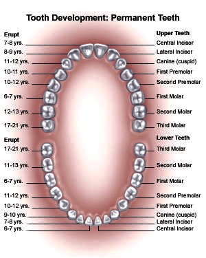 Teeth - Mississauga Dentist