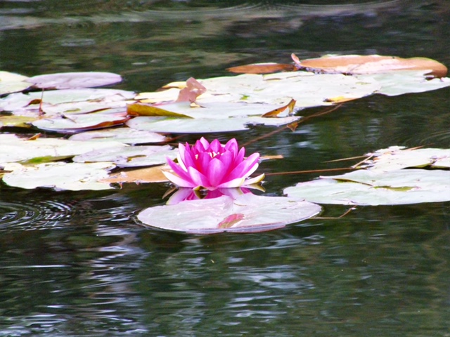 soothing water lily image