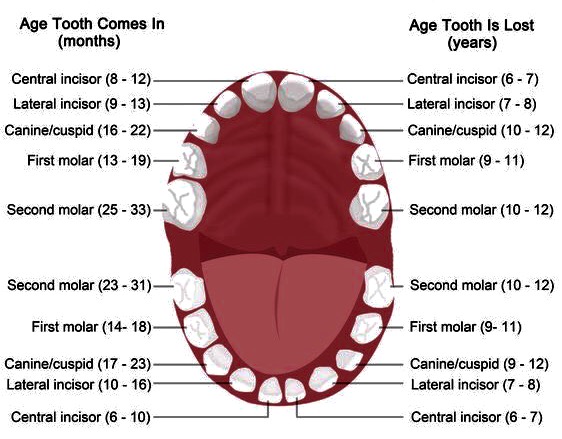 Teeth - Mississauga Dentist